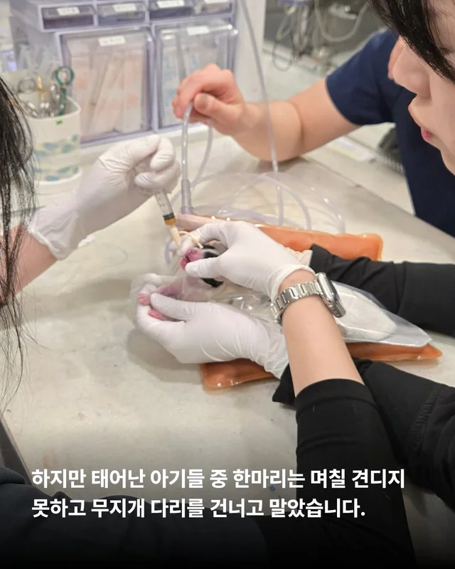 작고 소중한 바둑이 가족 #위액트고운 #위액트말랑 #.. 현장 사진