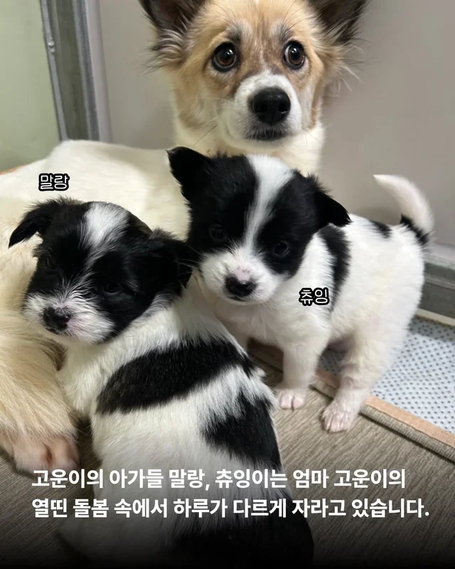 작고 소중한 바둑이 가족 #위액트고운 #위액트말랑 #.. 현장 사진