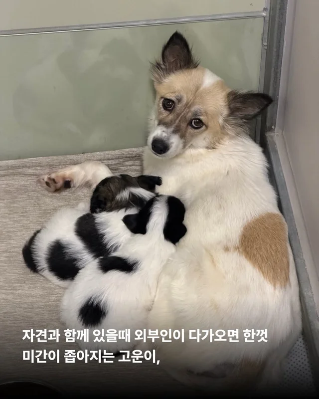 작고 소중한 바둑이 가족 #위액트고운 #위액트말랑 #.. 현장 사진