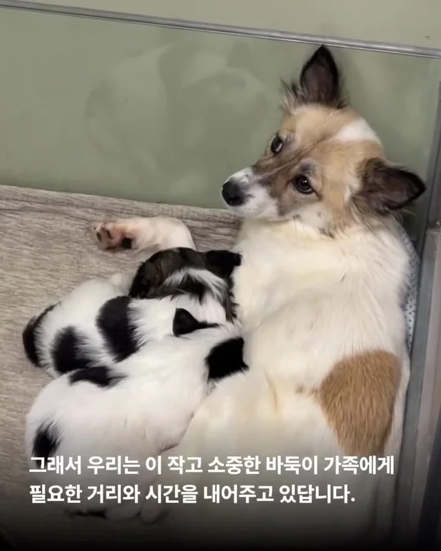 작고 소중한 바둑이 가족 #위액트고운 #위액트말랑 #.. 현장 사진