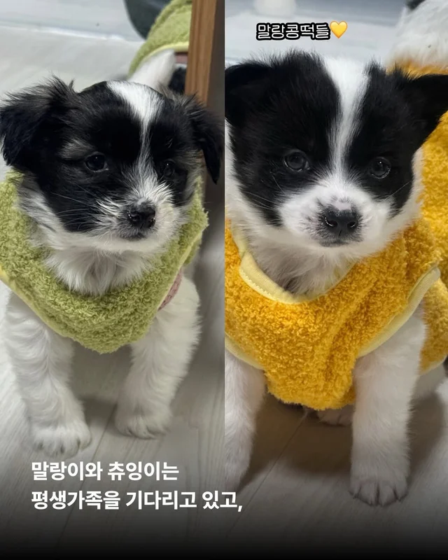 작고 소중한 바둑이 가족 #위액트고운 #위액트말랑 #.. 현장 사진