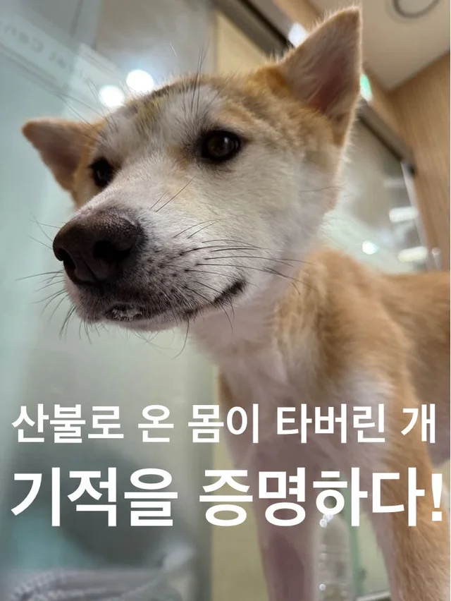 산불로 온 몸이 타버린 개, 기적을 증명하다. 현장 사진