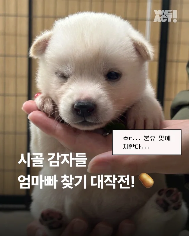 시골감자 엄마빠 찾기 현장 사진
