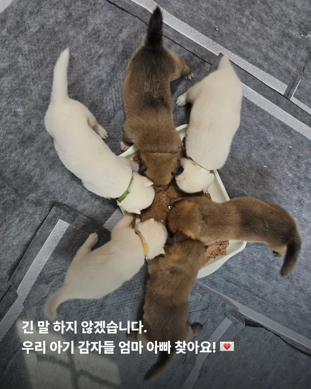시골감자 엄마빠 찾기 현장 사진