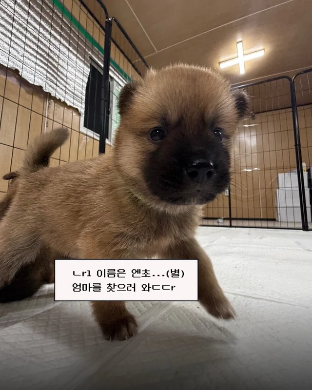 시골감자 엄마빠 찾기 현장 사진