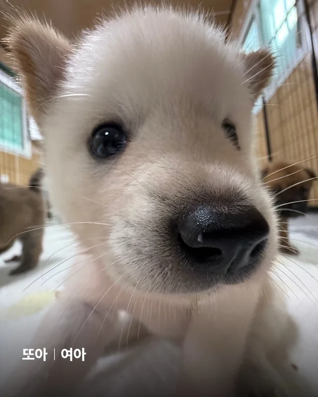 시골감자 엄마빠 찾기 현장 사진