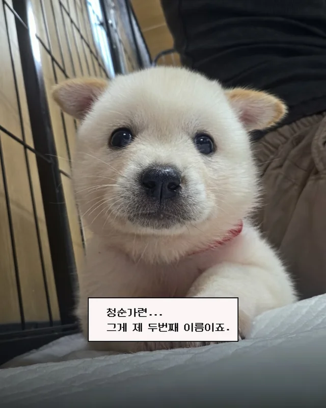 시골감자 엄마빠 찾기 현장 사진