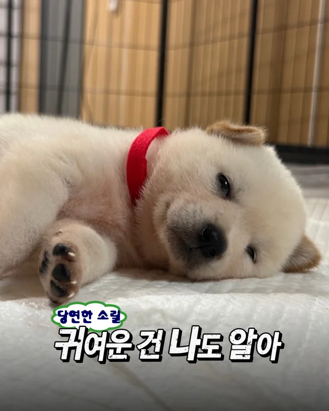 시골감자 엄마빠 찾기 현장 사진