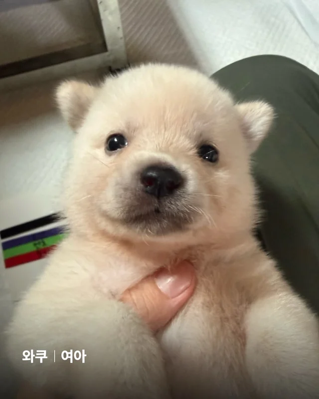 시골감자 엄마빠 찾기 현장 사진
