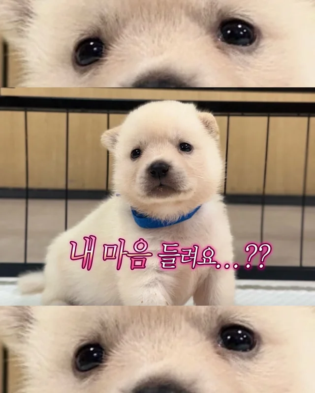시골감자 엄마빠 찾기 현장 사진