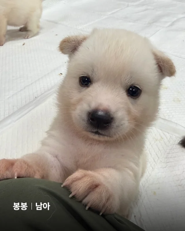 시골감자 엄마빠 찾기 현장 사진