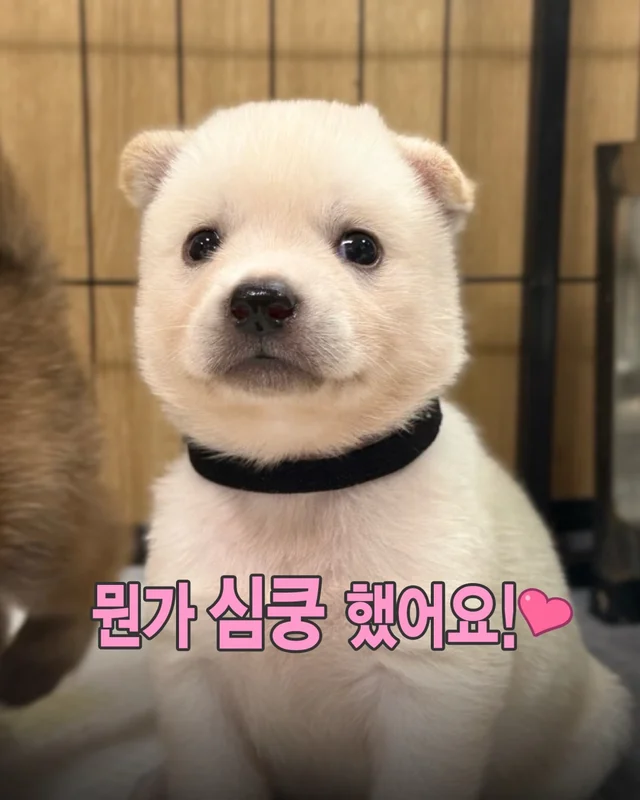 시골감자 엄마빠 찾기 현장 사진