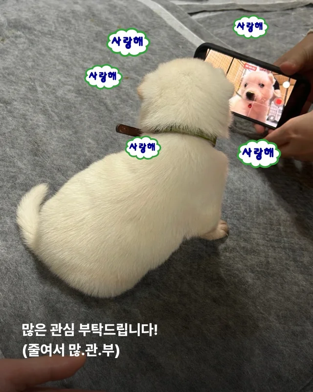 시골감자 엄마빠 찾기 현장 사진