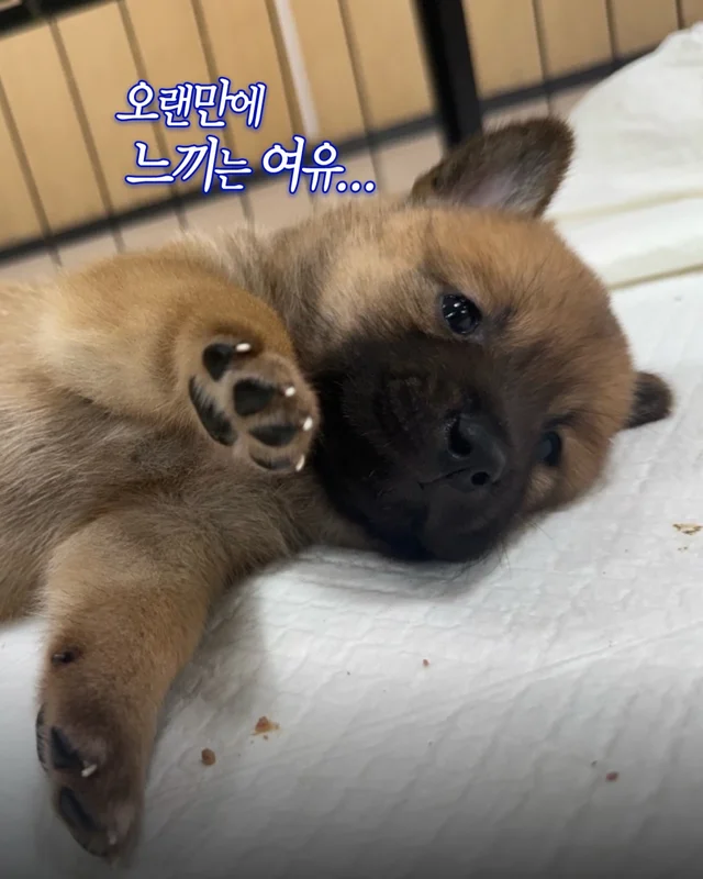 시골감자 엄마빠 찾기 현장 사진