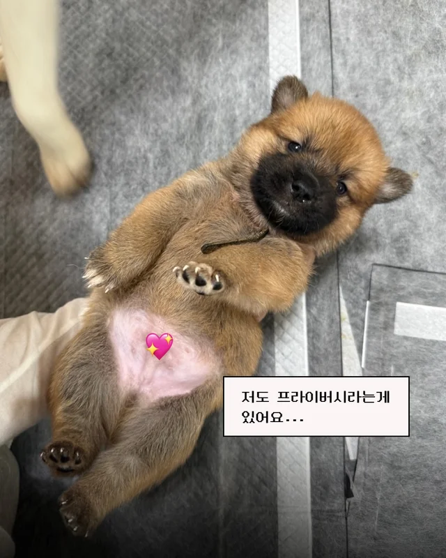 시골감자 엄마빠 찾기 현장 사진