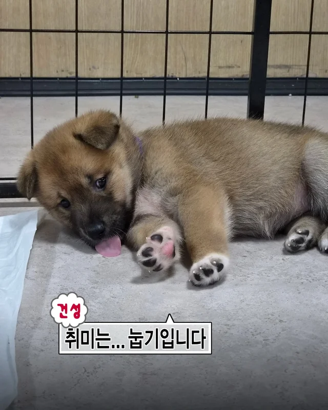시골감자 엄마빠 찾기 현장 사진