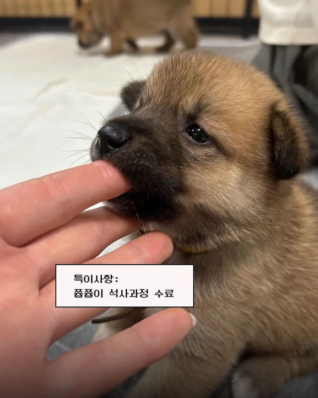 시골감자 엄마빠 찾기 현장 사진