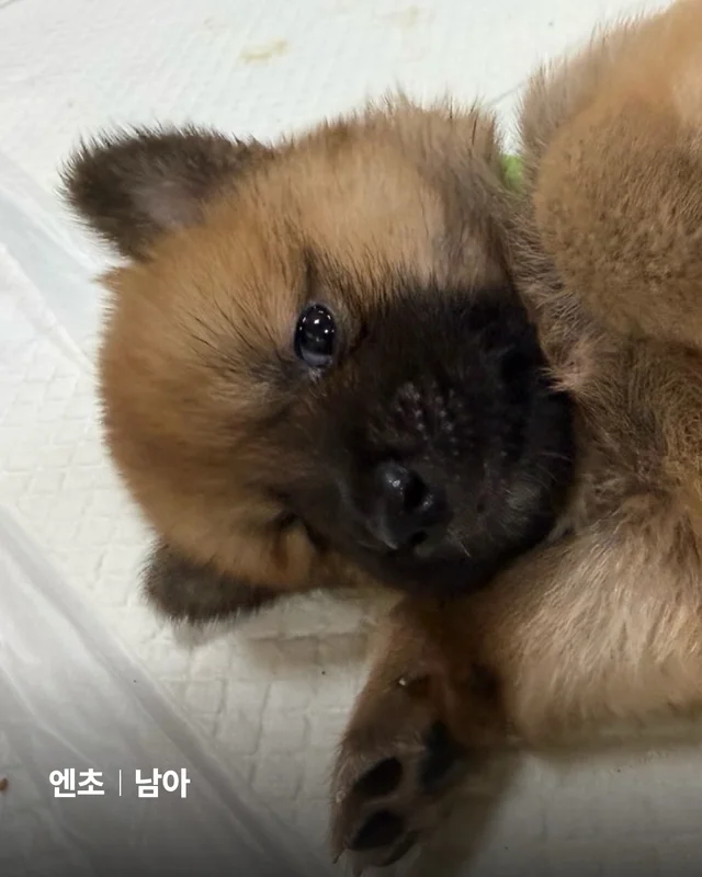 시골감자 엄마빠 찾기 현장 사진