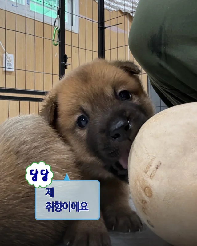 시골감자 엄마빠 찾기 현장 사진