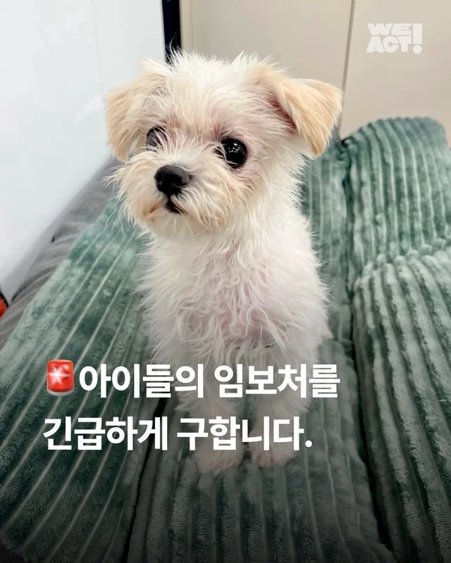 아이들의 임보처를 찾습니다 현장 사진