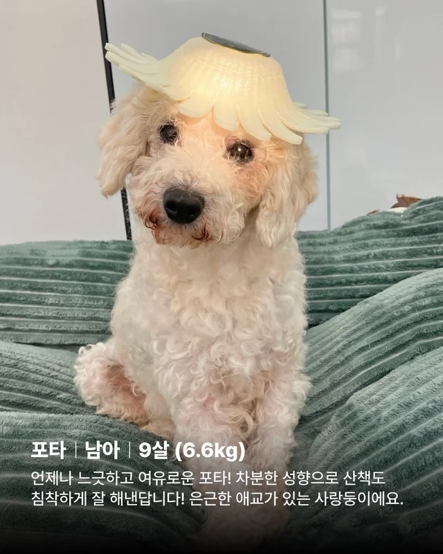 아이들의 임보처를 찾습니다 현장 사진