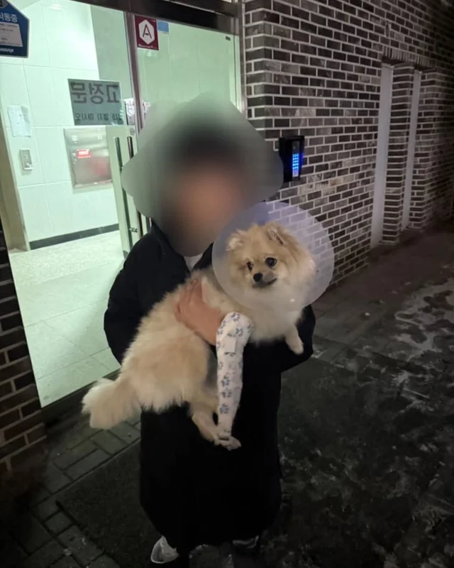 2층에서 던져진 개 현장 사진