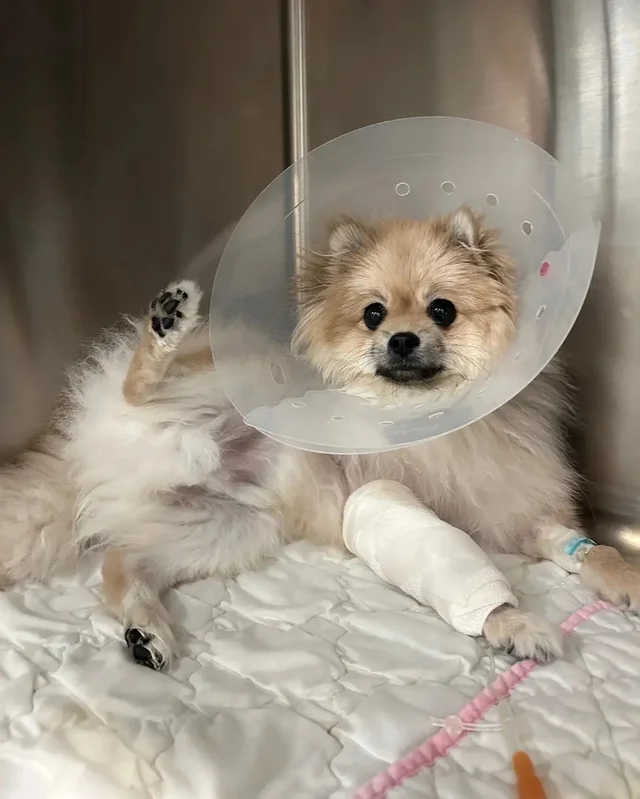2층에서 던져진 개 현장 사진
