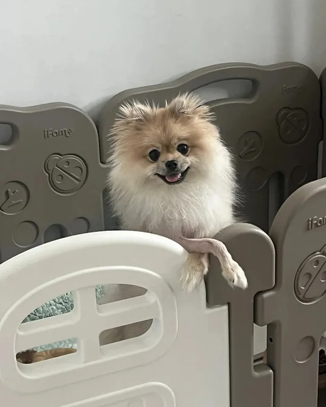 2층에서 던져진 개 현장 사진