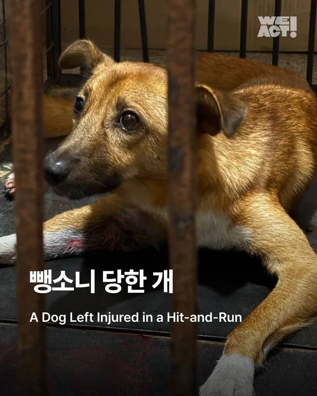뺑소니 당한 개에게 찾아온 놀라운 기적 현장 사진