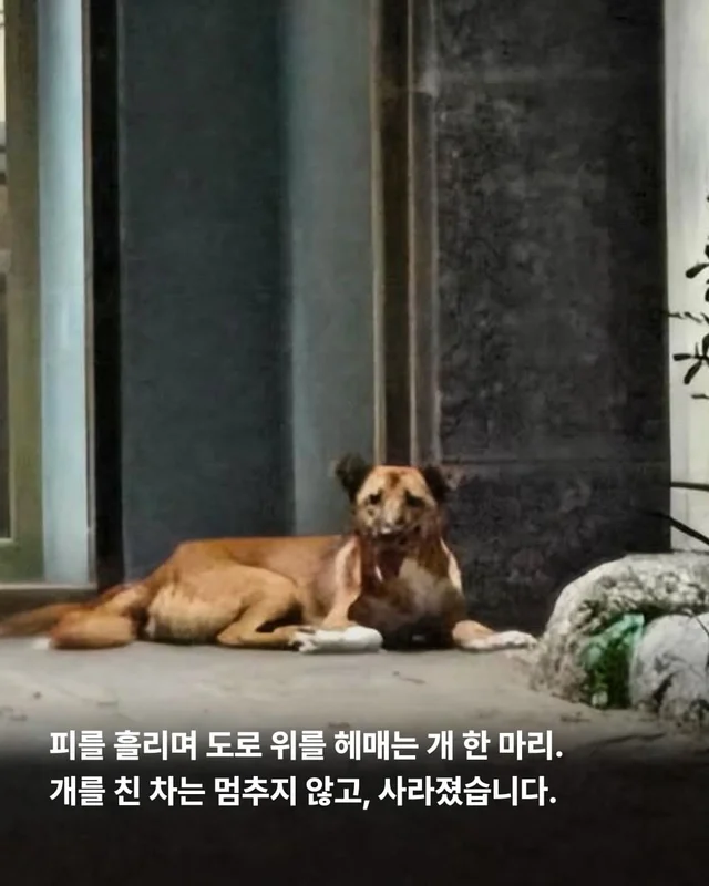 뺑소니 당한 개에게 찾아온 놀라운 기적 현장 사진