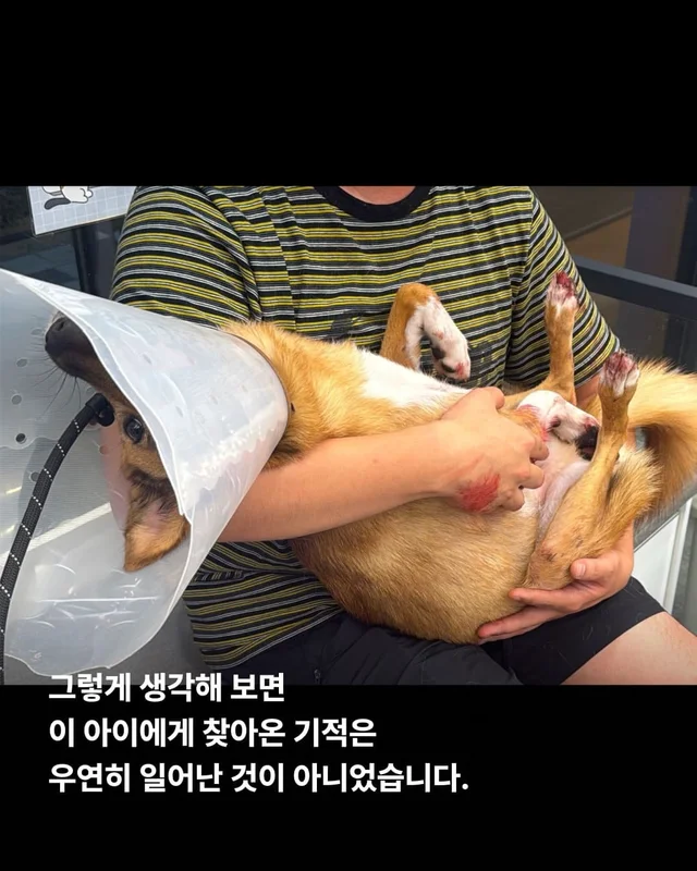 뺑소니 당한 개에게 찾아온 놀라운 기적 현장 사진
