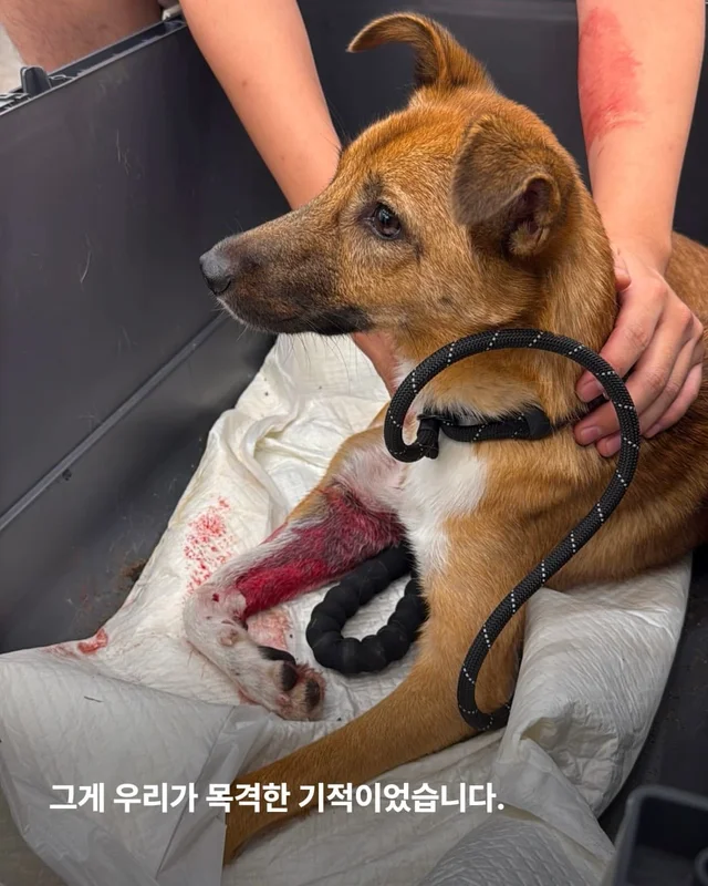 뺑소니 당한 개에게 찾아온 놀라운 기적 현장 사진