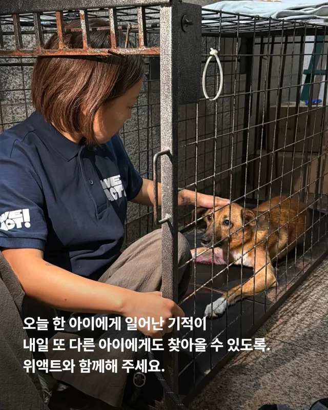뺑소니 당한 개에게 찾아온 놀라운 기적 현장 사진