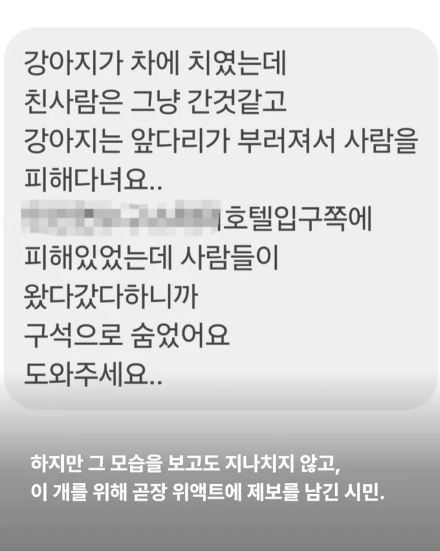 뺑소니 당한 개에게 찾아온 놀라운 기적 현장 사진