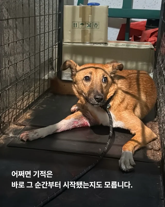 뺑소니 당한 개에게 찾아온 놀라운 기적 현장 사진