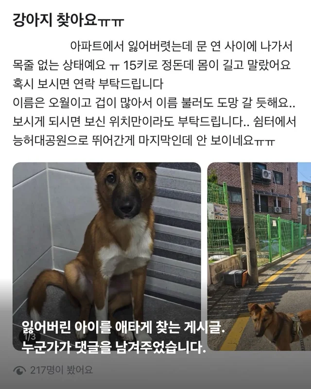 뺑소니 당한 개에게 찾아온 놀라운 기적 현장 사진