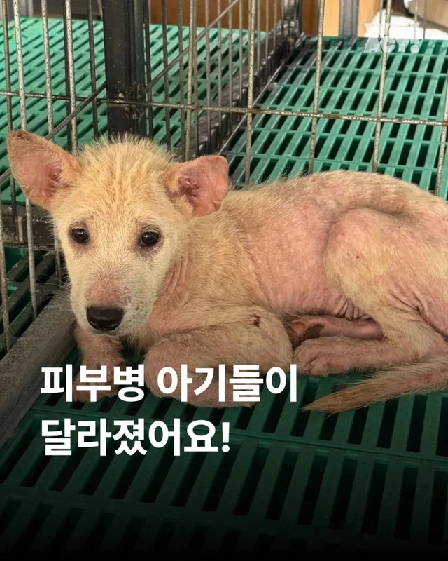 피부병 아기들이 달라졌어요 ! 현장 사진