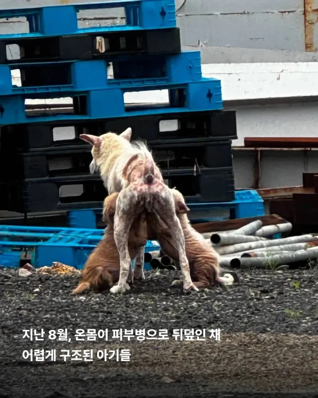 피부병 아기들이 달라졌어요 ! 현장 사진