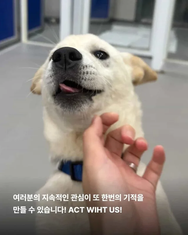피부병 아기들이 달라졌어요 ! 현장 사진