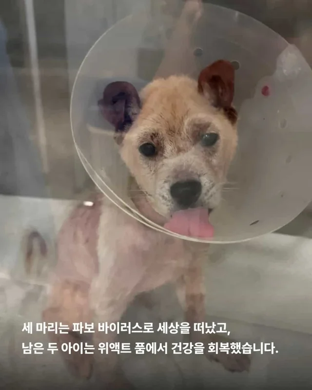 피부병 아기들이 달라졌어요 ! 현장 사진