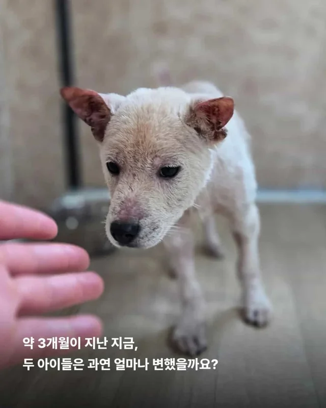 피부병 아기들이 달라졌어요 ! 현장 사진