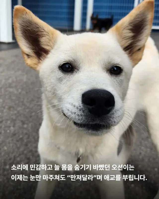 피부병 아기들이 달라졌어요 ! 현장 사진