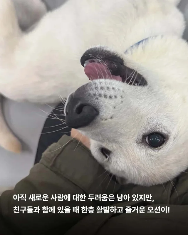 피부병 아기들이 달라졌어요 ! 현장 사진