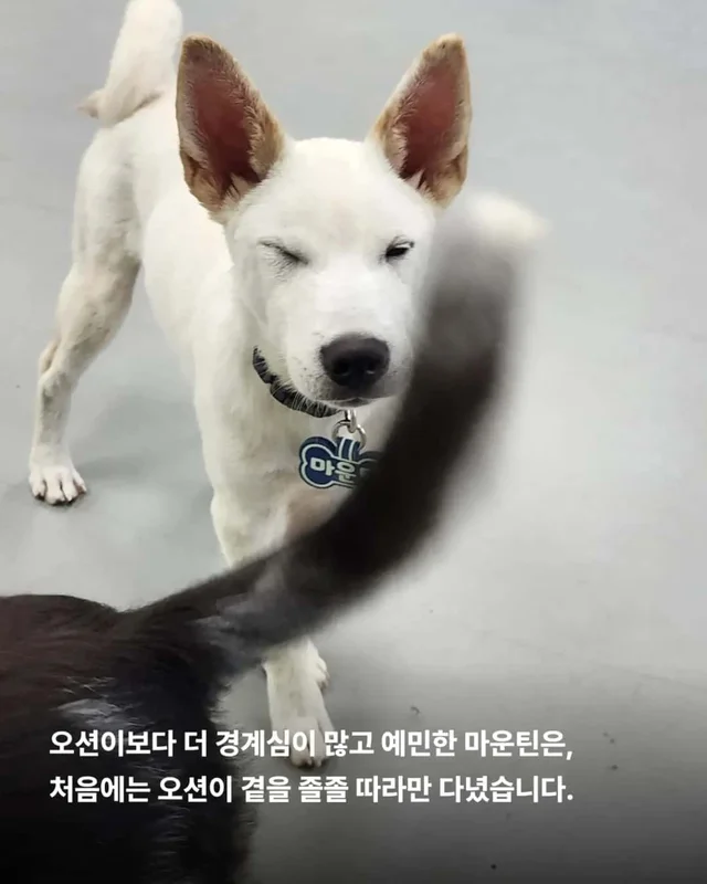 피부병 아기들이 달라졌어요 ! 현장 사진
