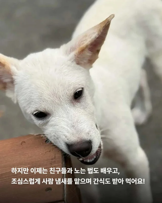 피부병 아기들이 달라졌어요 ! 현장 사진