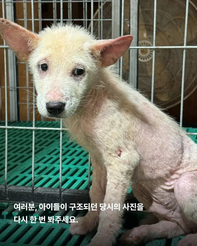피부병 아기들이 달라졌어요 ! 현장 사진
