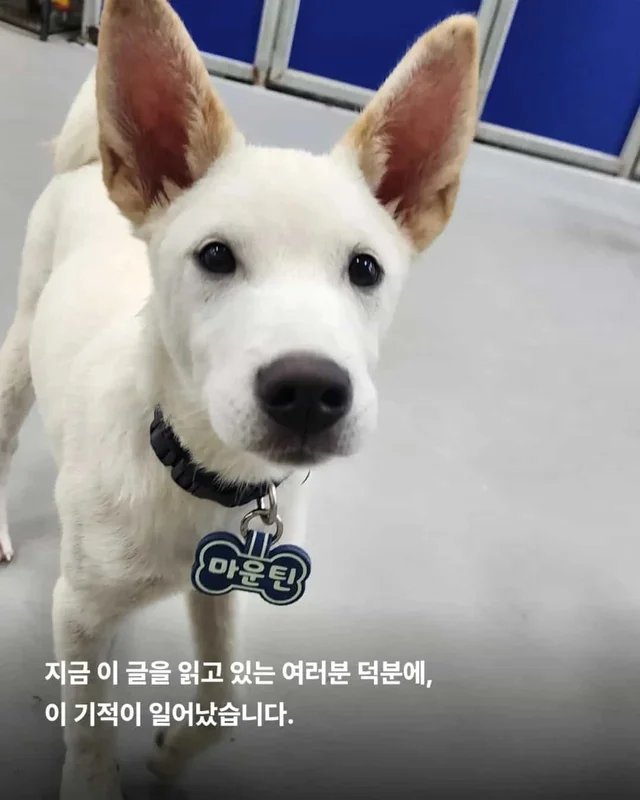 피부병 아기들이 달라졌어요 ! 현장 사진