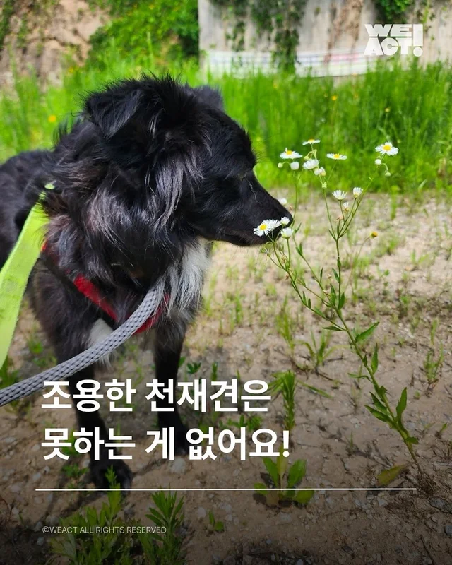 동해유기견개농장-위액트카오 현장 사진