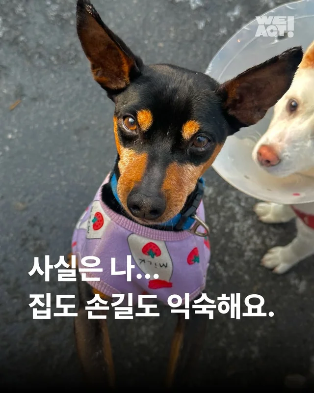 사실은 나… 집도 손길도 익숙해요. #위액트두쿠 #위.. 현장 사진