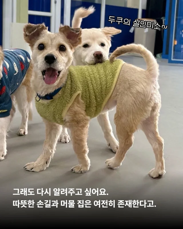 사실은 나… 집도 손길도 익숙해요. #위액트두쿠 #위.. 현장 사진